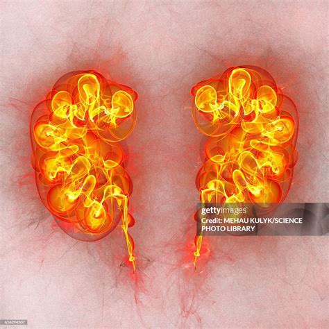 Human Kidneys Illustration High Res Vector Graphic Getty Images