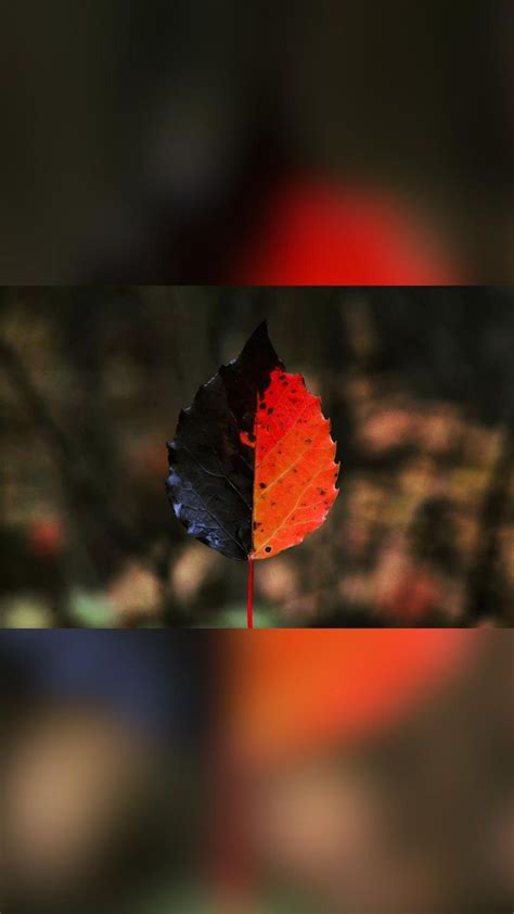 Happy fall! Have you tried leaf photography yet? Here’s some ...