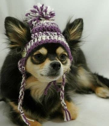 Aprende Como Hacer Una Gorra Para Perro En Crochet Y Tela