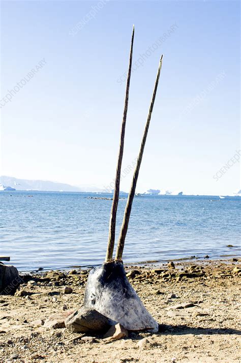 Double-tusked narwhal head on beach - Stock Image - Z920/0324 - Science ...