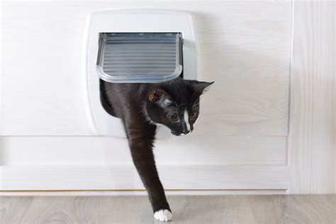 Cat Flap Installers Uk Local Installation