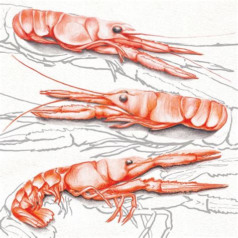 Food Illustration Langoustines On Behance Watercolor Food