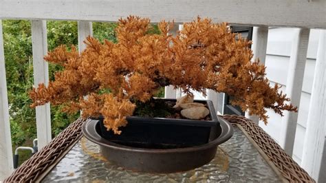 Why Is My Bonsai Leaves Turning Brown At Richard White Blog