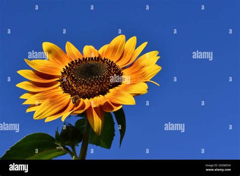 Bright Yellow Sunflower With Bee Against A Clear Blue Sky Stock Photo