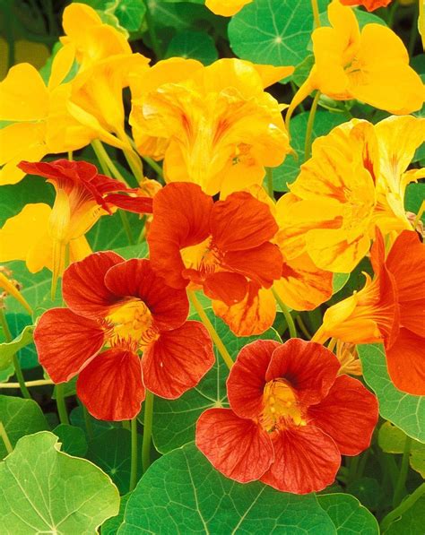 Nasturtium Mixed Color Premium Seeds Mgs My Garden Bd