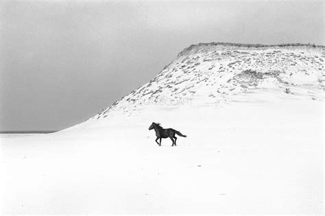 The Wild Horses of Sable Island