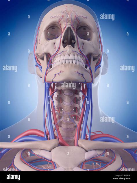 Sistema vascular del cuello humano fotografías e imágenes de alta