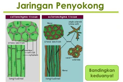 Mengenal Fungsi Dan Struktur Jaringan Penyokong Pada Tumbuhan Beserta