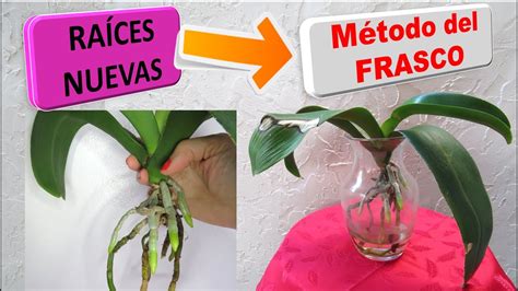 Guía completa Cómo recuperar una orquídea con raíces podridas y