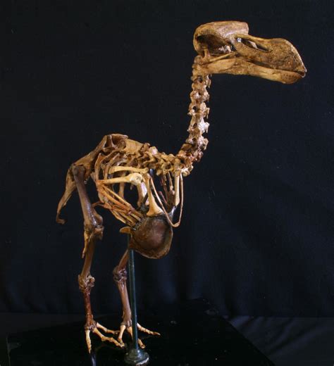 The First 3 D Atlas Of The Extinct Dodo Geology Page