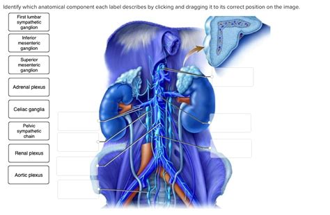 SOLVED Identify Which Anatomical Component Each Label Describes By