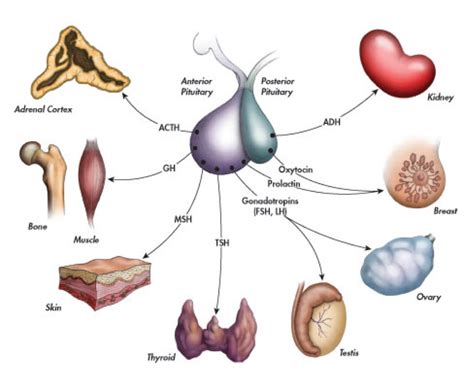 Pituitary Hormones Target Tissues Diagram Quizlet