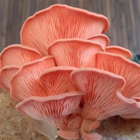 Pink Oyster Mushroom