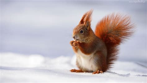 Wiewiórka, Zima, Snieg | Squirrel, Animals, Animal pictures