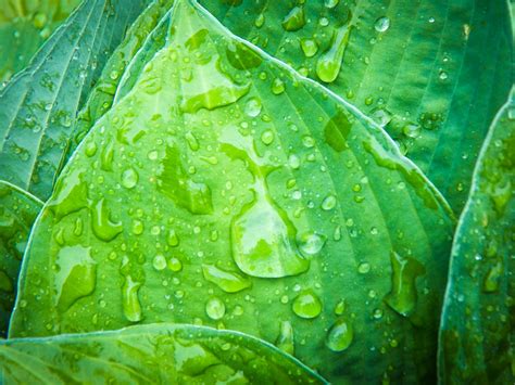 Fotos Gratis Gotas Lluvia Verde Hoja Rocío Agua Humedad Soltar