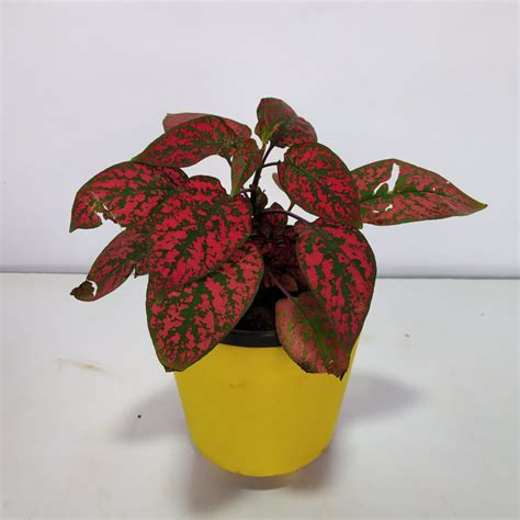 Polka Dot Plant Red (Hypoestes Phyllostachya) - NurseryBuy