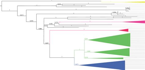 Phylogenetic Trees Based On A Partial Cdv H Gene Bp The