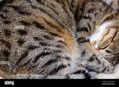 Fluffy cat sleeping curled up close up Stock Photo - Alamy