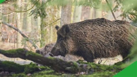 Peste Suina In Italia I Casi Aumentano Cinghiali Abbattuti L Appello