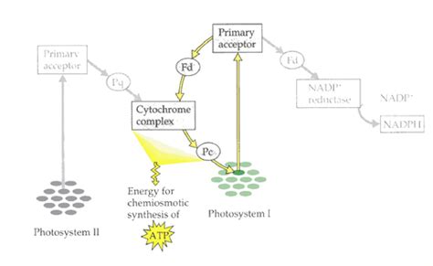 Light Dependent And Independent Reactions Flashcards Quizlet