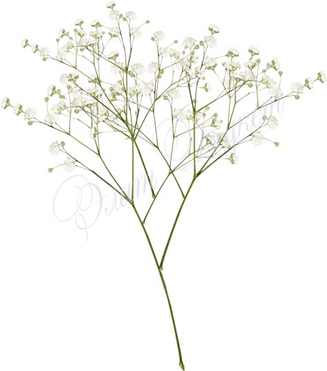 Baby Breath Flower Png