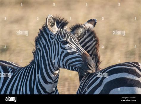 Male and female zebra making love in Maasai Mara triangle during migration season Stock Photo ...