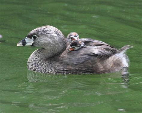 Pied Billed Grebe Charles D Peters M P R Flickr