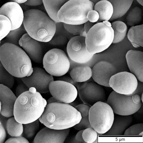 La levadura biología clasificación y características