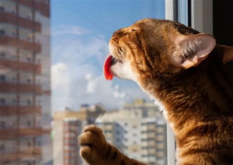 Reasons Why Your Cat Is Scratching At The Window Ways To Stop Lt