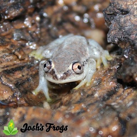 Blue Back Reed Frog Heterixalus Madagascariensis Captive Bred