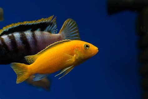 African Cichlid Care Guide & Species Profile | Fishkeeping World