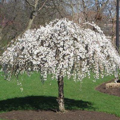 Weeping Cherry 'Snow Fountain' | White Oak Gardens | Cincinnati, OH