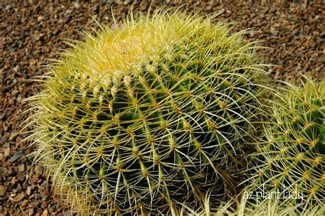 Golden Barrel Cacti So Many Uses Ramblings From A Desert Garden