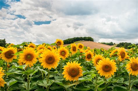 Free Images Landscape Nature Outdoor Blossom Sky Sun Farm Meadow Hill Flower Summer