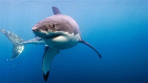 10 Most Amazing Facts About Great White Sharks