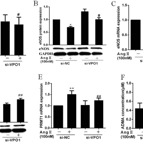 Vpo1 Regulates Enos Expression Through Prmt1adma Pathway Huvecs Were Download Scientific