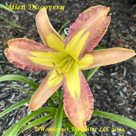 Woodcrest Daylilies Llc Alien Discovery