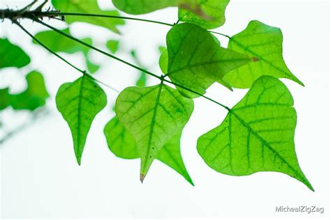 "heart shaped tree leaves" by MichealZigZag | Redbubble