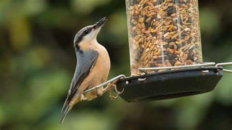 Should We Be Feeding Birds and Other Wildlife? • The Revelator