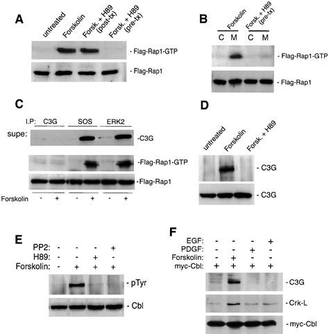 Pka Phosphorylation Of Src Mediates Camp S Inhibition Of Cell Growth