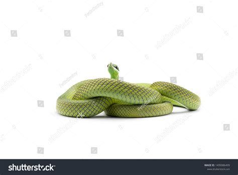 Barons Green Racer Snake Isolated On Stock Photo 1499086499 | Shutterstock