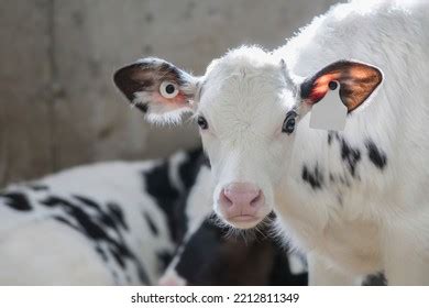 Holstein Calf Dairy Farm Nursery Stock Photo 2212811349 | Shutterstock