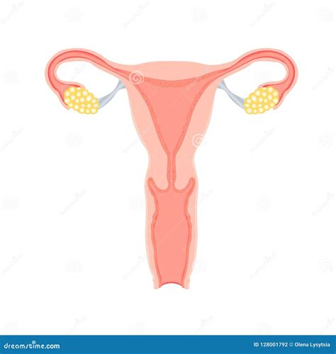 Female Reproductive System Vector Stock Vector Illustration Of