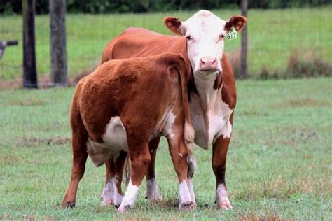 Polled Hereford Cow Calf Pairs Greenview Farms