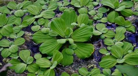 Water Lettuce Pistia Stratiotes Garden Org