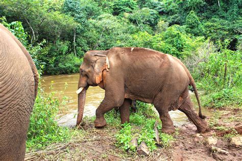 Mondulkiri Elephant & Wildlife Sanctuary