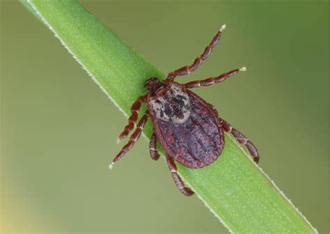 Fr Hsommer Meningoenzephalitis Fsme Gefahr Zeckenbiss