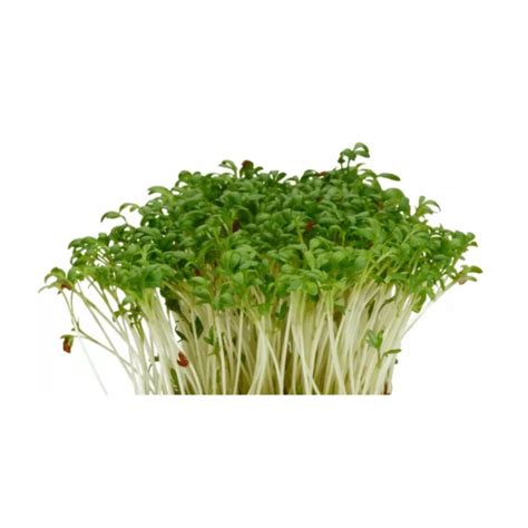 Garden Cress