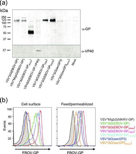 Recombinant Vsv Driven Expression Of Ebov Gp Vero Cells In Well