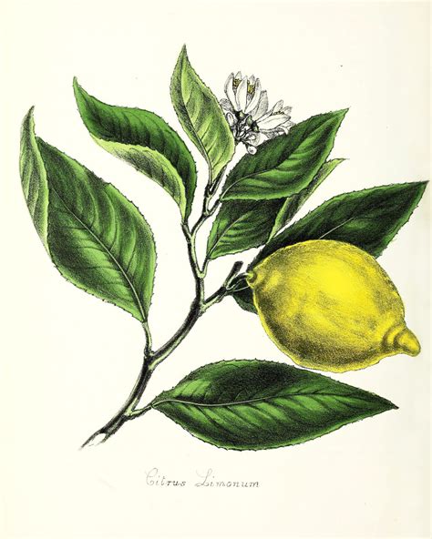 Vintage Botanical Lemon Illustration Printables Etsy